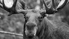 Midsummer Night's Moose Story